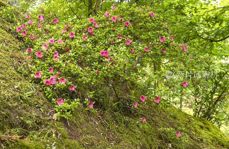 在圣米格尔岛，亚速尔群岛的Terra Nostra植物园的粉红色花丛